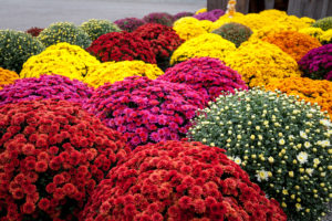 Multicolored mums, autumn beautiful flowers in exceptional time, full bloom